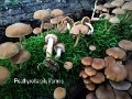 Psathyrella piluliformis-amf1596-2